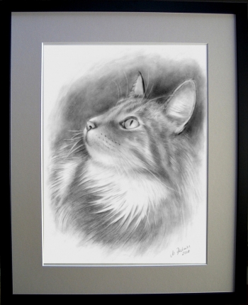 Katzenportrait Bleistiftzeichnung